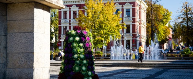 Bratki, begonie i… kapusta ozdobna. Kolejny kwitnący sezon w Zielonej Górze